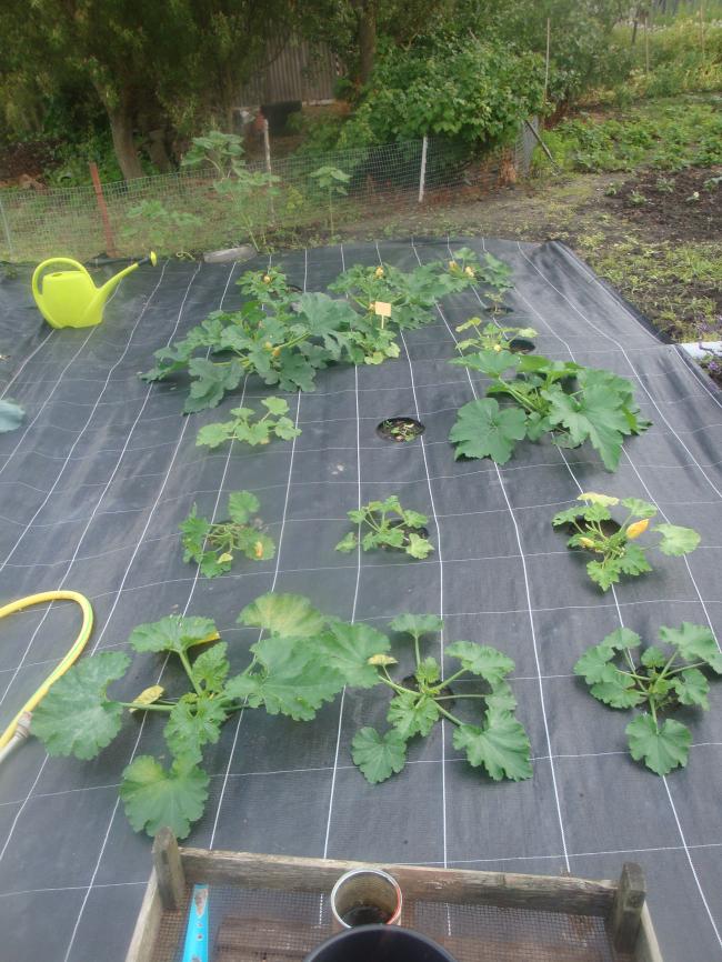 1a-juli-courgettes91961342266896.JPG