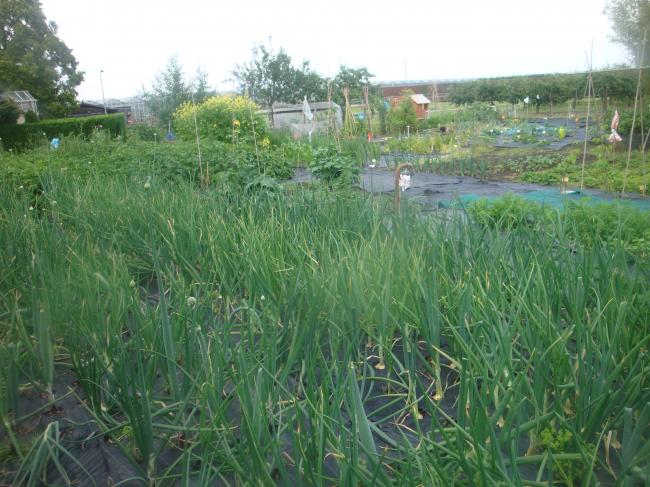 1a-juli-uien95111342266525.JPG