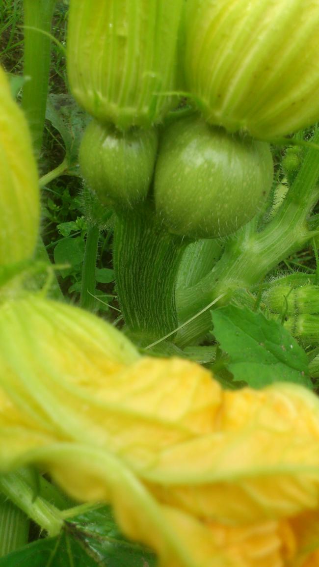 2-courgettes-aan-1-steel28131374845205.jpg