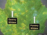 200px-downy_and_powdery_mildew_on_grape_leaf62111326930291.jpg