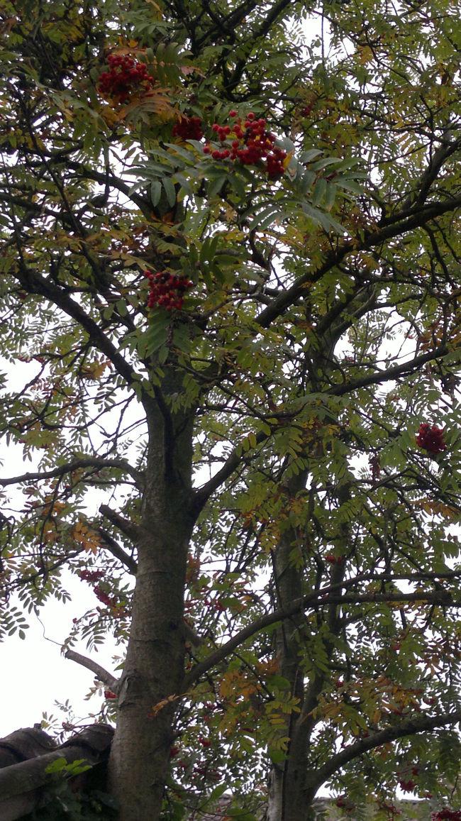 2013-10-08-19520011381226669.jpg