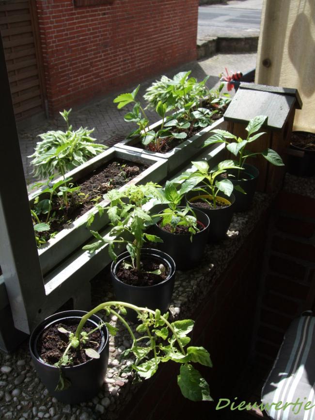 20130525-plantjes27131369482944.jpg