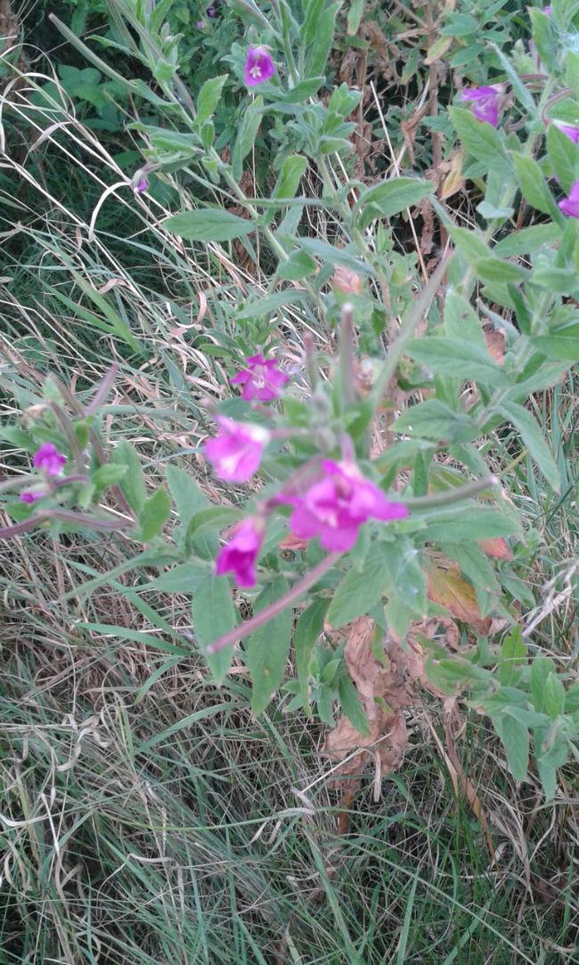 2014080920443598651407781751.jpg