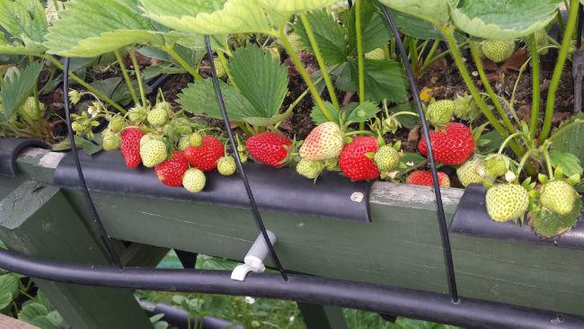 Gunst Slaapkamer biologisch Aardbeien in batobakken mislukking - Fruit en noten - Moestuin Forum