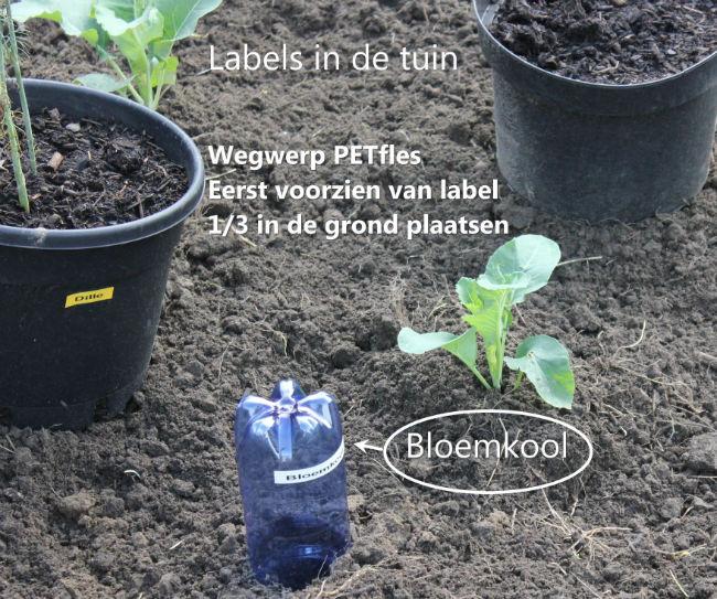 2015-08-19-Bloemkool-12-0528521439979903.jpg