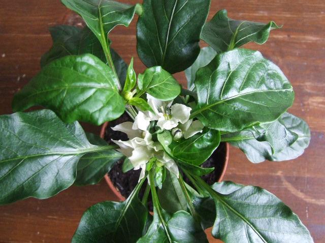 2016-05-02Etzekesi29351462206250.JPG