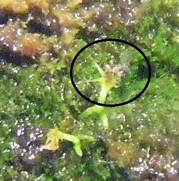 2016-05-27Drosera-anglica-345141466087767.jpg