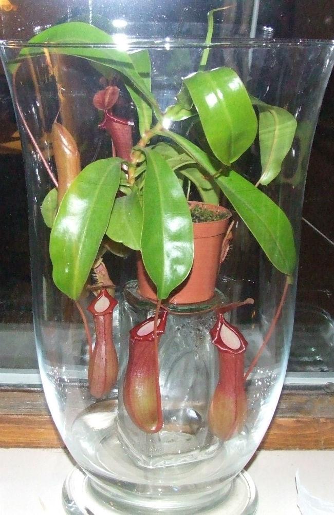 2016-10-11Nepenthes-257611477043568.JPG