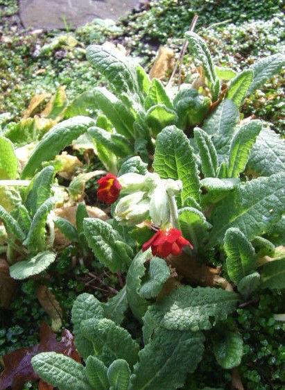 2016-12-26Bloeiende-primula-met-Kerst19241482863284.JPG