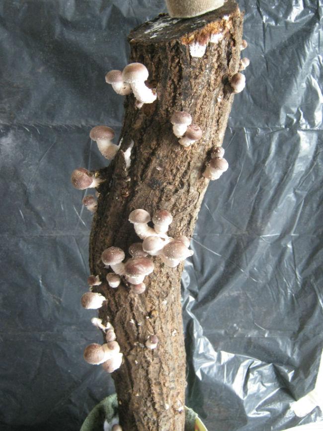 20160429shiitake-stam-6026-stam30641461918552.jpg