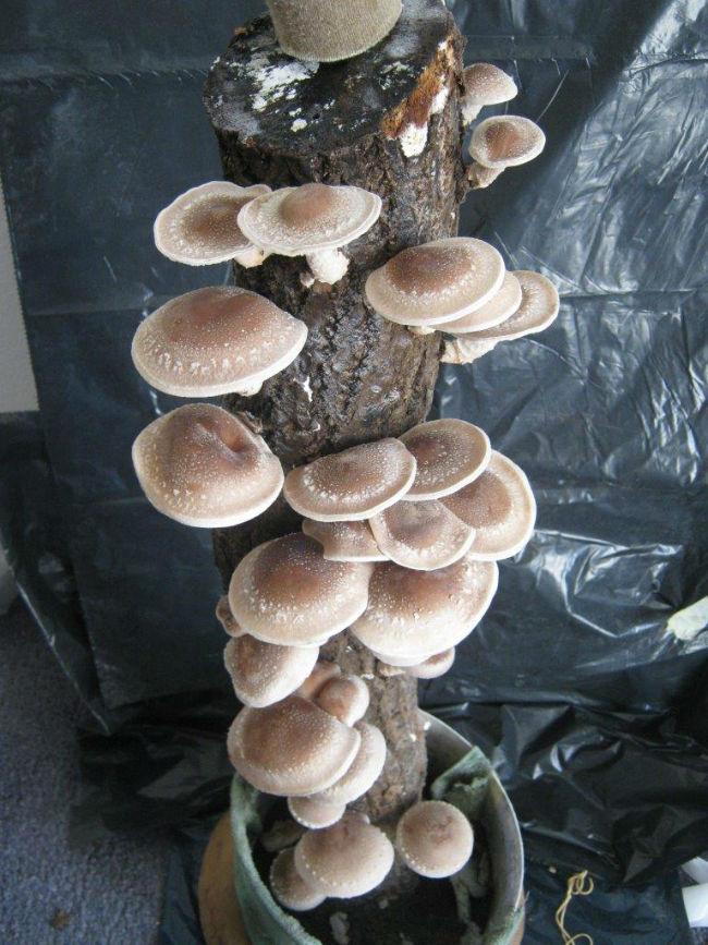 20160501shiitake-stam-6029-stam-voor-pluk69051462097775.jpg