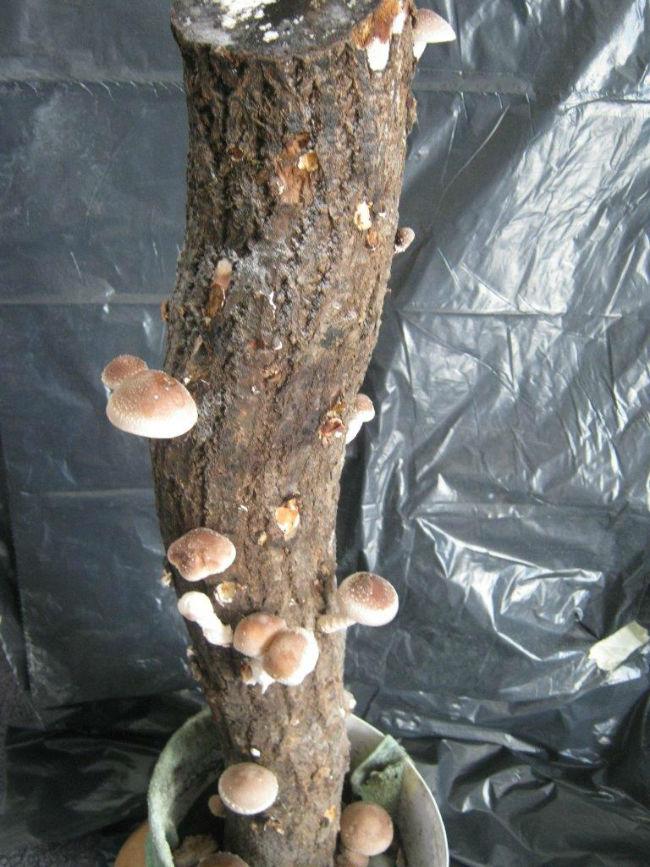 20160501shiitake-stam-6033-stam-na-1ste-pluk79421462097776.jpg
