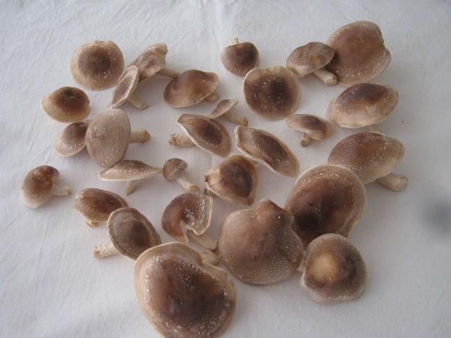20160501shiitake-stam-6034-1ste-oogst88651462097777.jpg