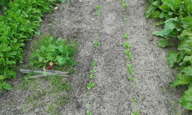 2016062512102693221467050315.jpg
