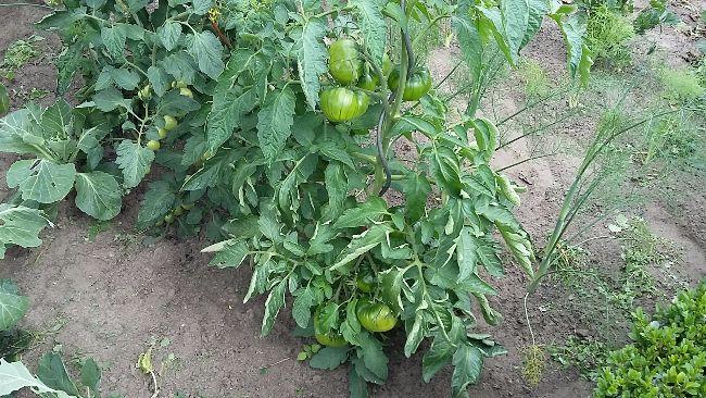 2017080111100655151501578953.jpg