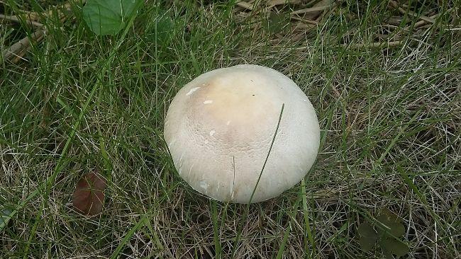 2017091612183916001505559169.jpg