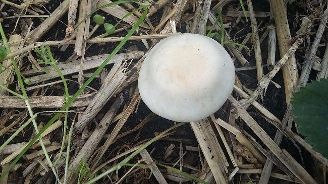 2017091612190081401505559179.jpg