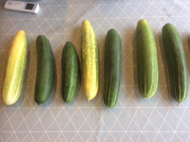 2018-komkommer50971534925373.png