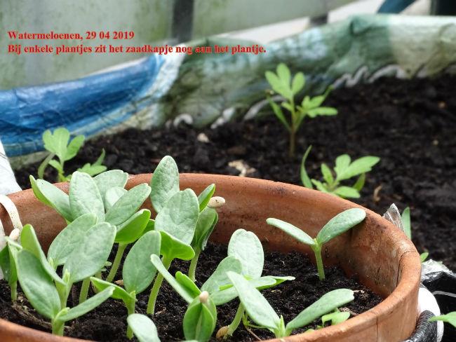 2019-04-29-watermeloenen-met-zaadje-aan-plantje97271556460825.jpg