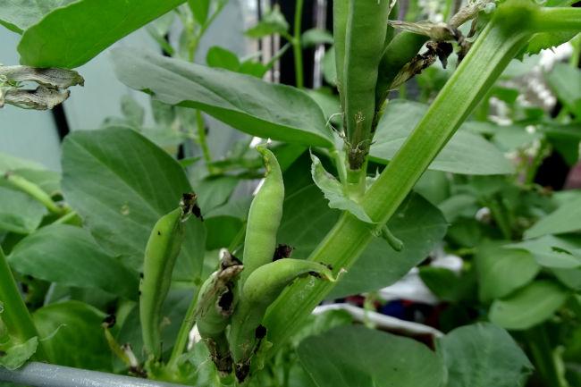 2019-06-05-tuinbonengroei-44861560069484.jpg