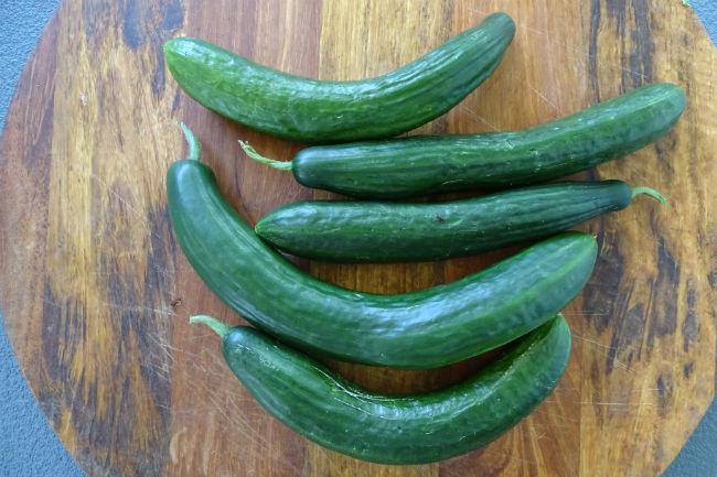 2019-07-02-oogst-komkommers42441562088971.JPG