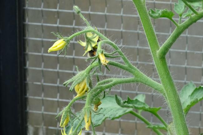 2019-07-17-Bijenbezoek-tomaat36591563320845.jpg
