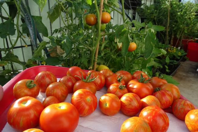 2019-07-20-tomaten-oogst35951564432095.jpg
