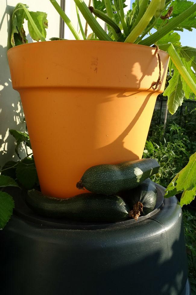 2019-07-29-gourgette-oogst70891564432084.jpg