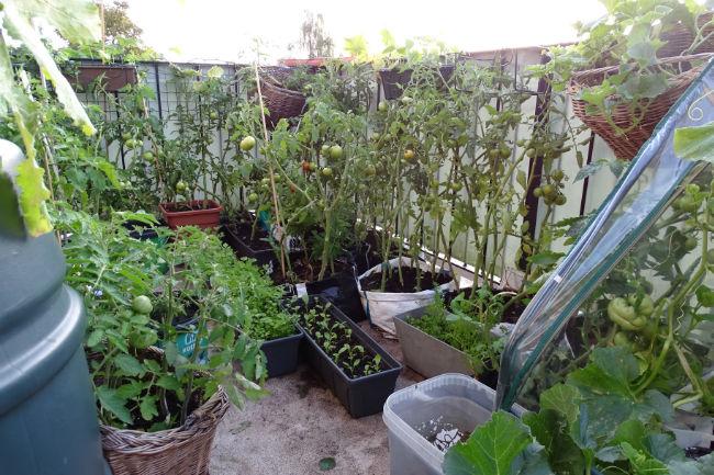 2019-08-06-blotebillen91601565077968.JPG