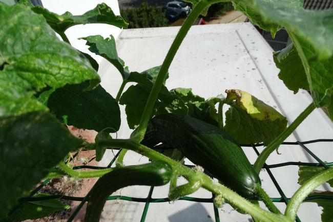 2019-08-08-komkommer-buitenboord31571565507477.JPG