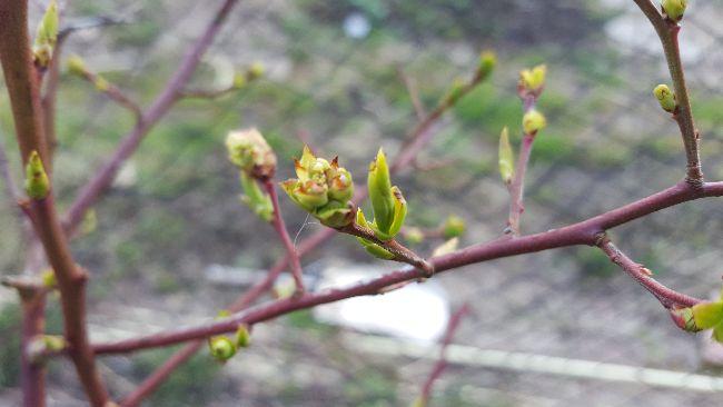 20190318151455BlauwebesOud69081552920551.jpg