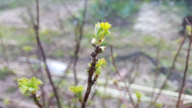 20190318151525Kruisbes37021552920128.jpg