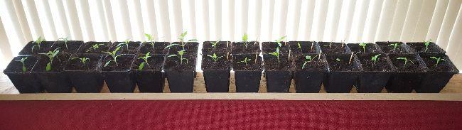 20190414tomatenverspeend16251555235683.jpg
