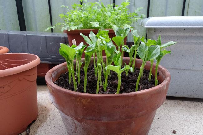 2020-02-15-tuinbonen-2e-pot85521581753707.jpg