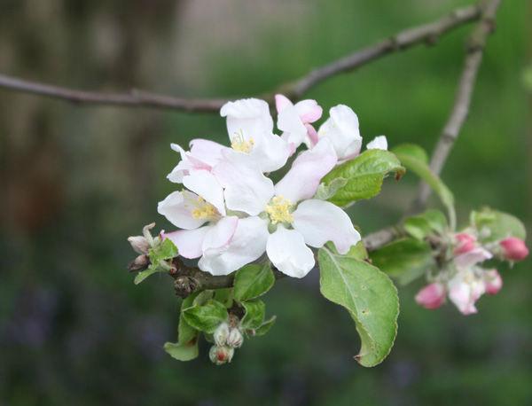 210414bloesemgroteboom96251398150002.jpg
