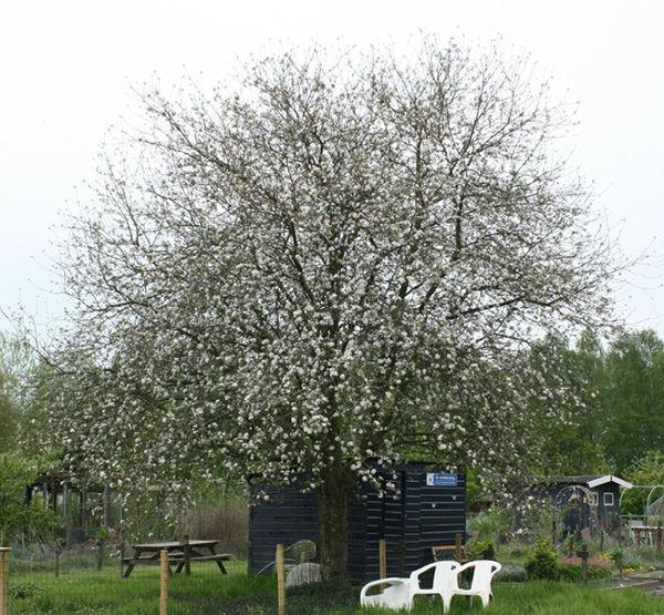 210414groteappelboom28701398149978.jpg