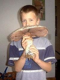 260px-agaric_boule_de_neige60891327606613.jpg