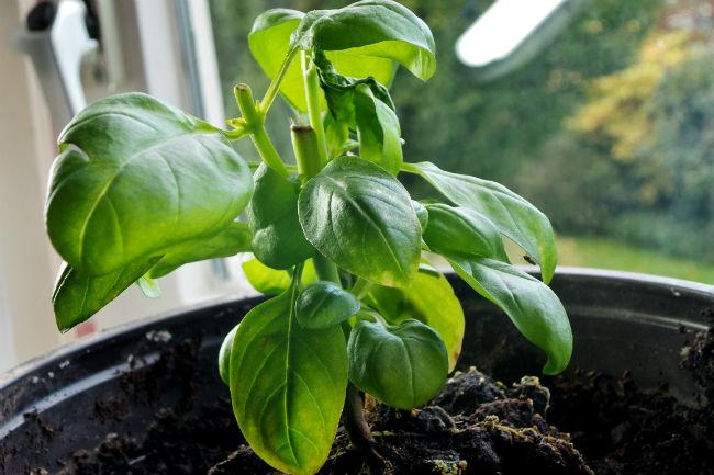 2e-generatie-basilicum-436251413734513.jpg