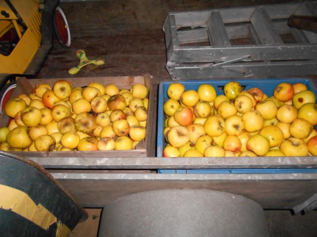 3-11-2012-appels73001351955205.JPG