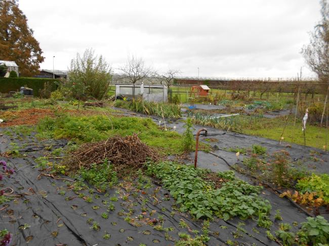 3-11-2012-overzicht-moestuin64631351954319.JPG