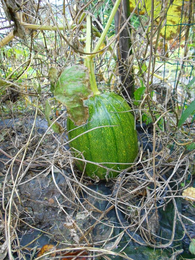 3-11-2012-pompoen-verstopt-in-troep53531351954372.JPG
