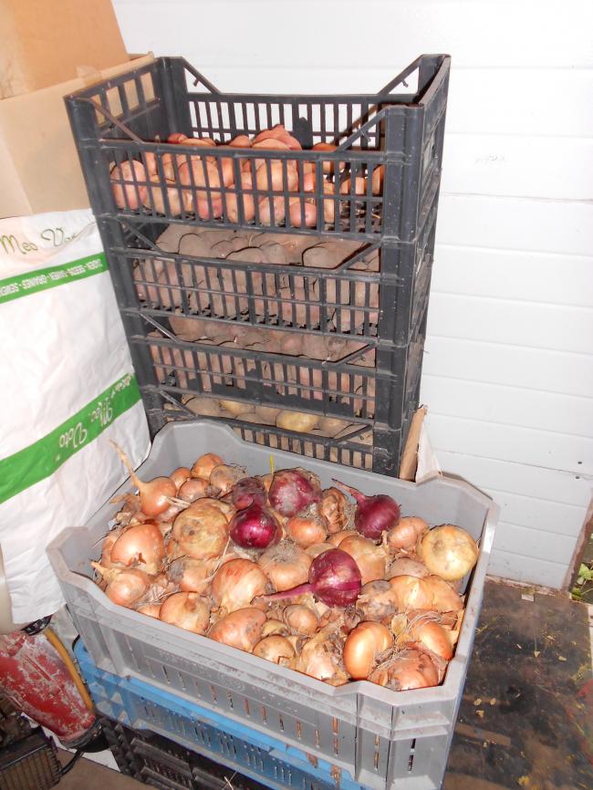 3-11-2012-uien-en-aardappels19401351954454.JPG