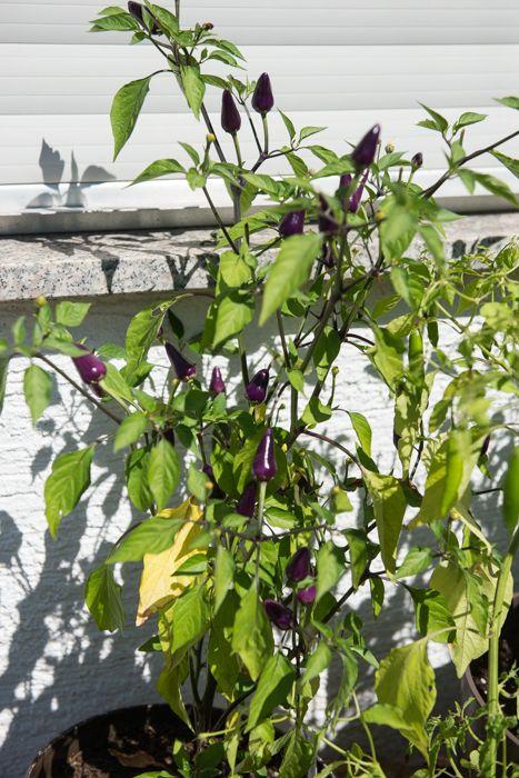 3EcuadorPurple80661503495713.jpg