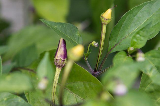 3EquadorPurple94011503495727.jpg