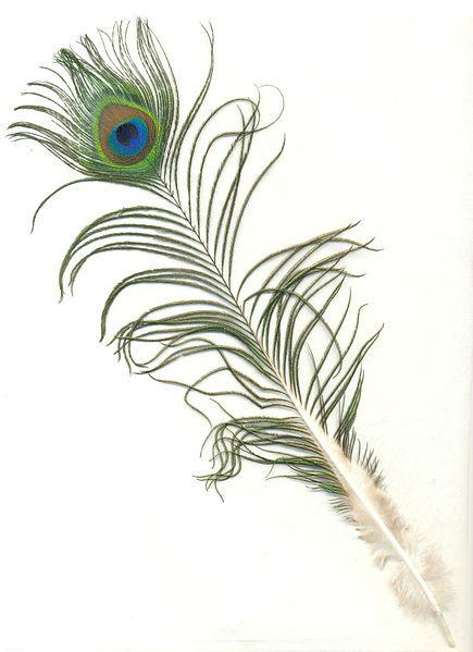 435px-Eensierveervandemannelijkepauw94781379003139.jpg