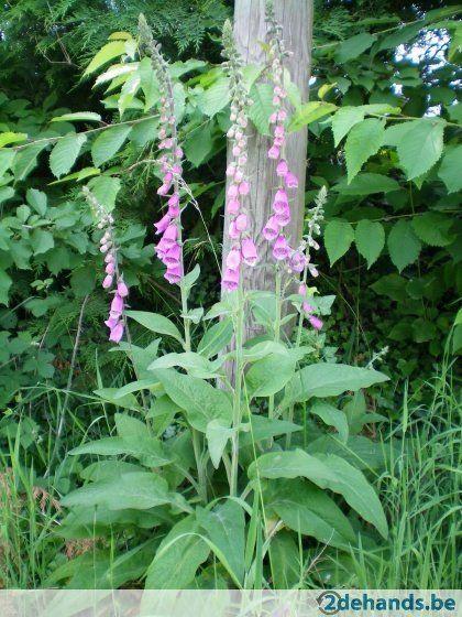 454443944-digitalis-purpurea-of-vingerhoedskruid14341545485460.jpg