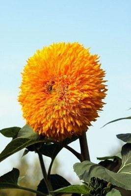 5451352-teddybeer-zonnebloem71651330197884.jpg