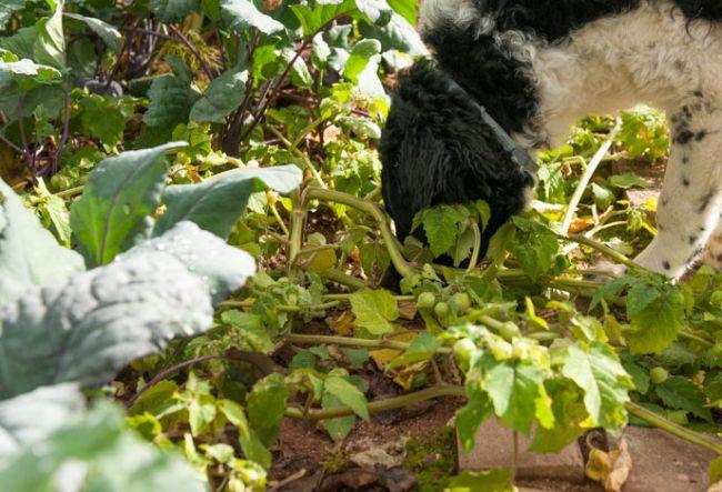 Teeltwedstrijd 2016 - Ananaskers - Pagina 28 - Moestuin ...