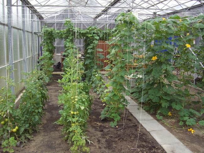 6-tomaten47451339513086.JPG