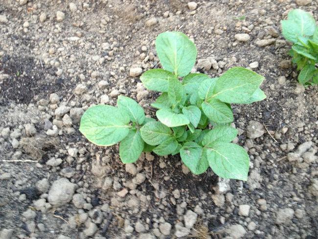 Aardappel-190201398406765.JPG